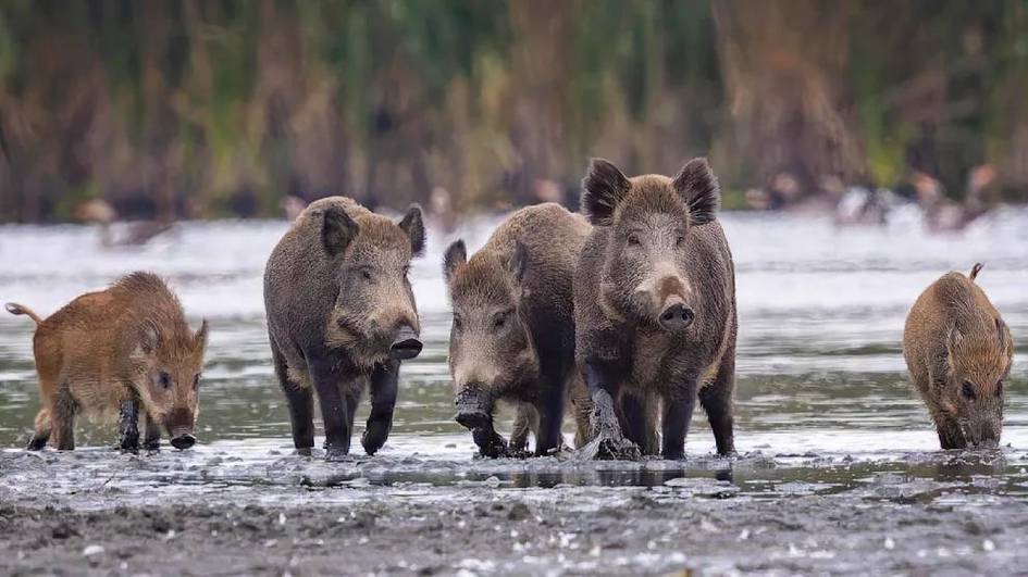 Чернобил асорати: Германиядаги ёввойи тўнғизларда радиация аниқланди